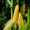 USDA: PLANTIO DE MILHO NOS EUA ATINGE 81%; DE SOJA ALCANÇA 66%